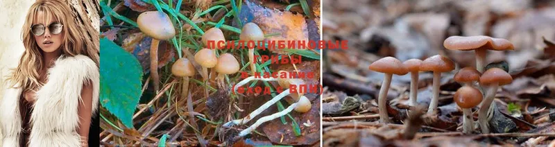 Псилоцибиновые грибы Psilocybine cubensis  ссылка на мегу ССЫЛКА  Туймазы 